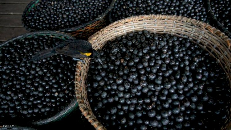 توت الأساي يمكن أن يخفف من حدة الالتهابات