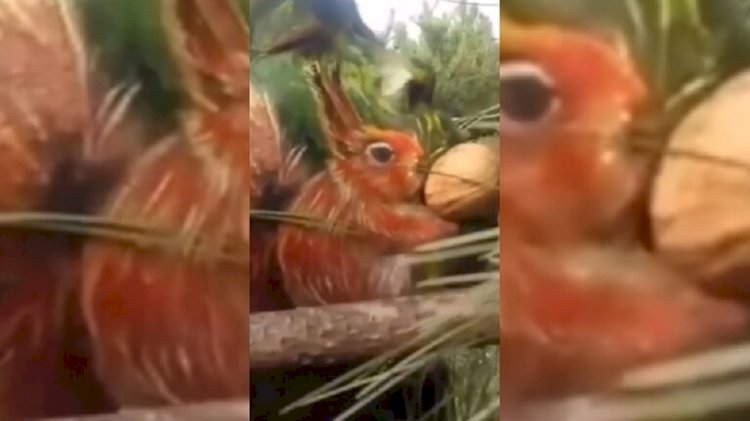 المدرس الصيني يويانغ