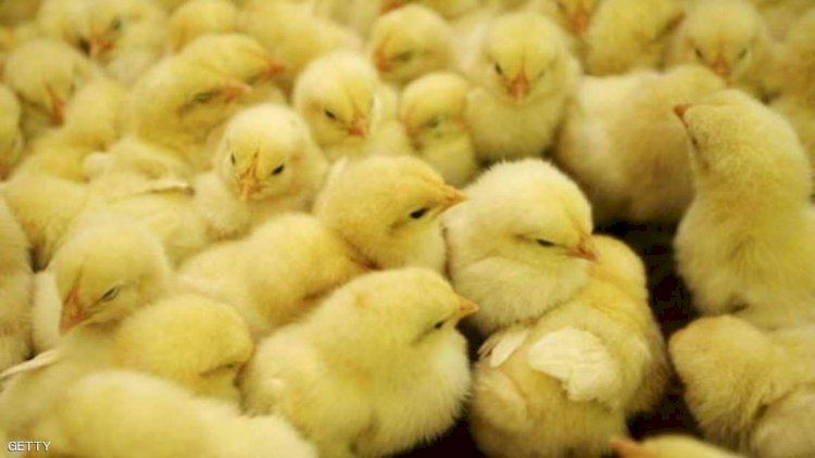 عثرت الشرطة على أكثر من 20 ألف كتكوت