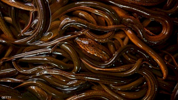 سمك الثعابين يعيش في المستنقعات.