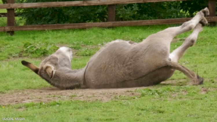 القضية أثارت سخرية واسعة