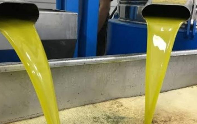 أطنان من زيت الزيتون المغشوش يغزو الأسواق ويهدد موائد الفلسطينيين في الضفة