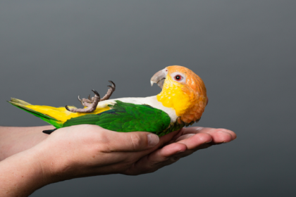 دراسة تحل سرا محيّرا حول أدمغة الطيور!