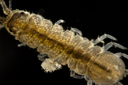 اكتشاف كائن عملاق جديد في أعماق البحار في خليج المكسيك!