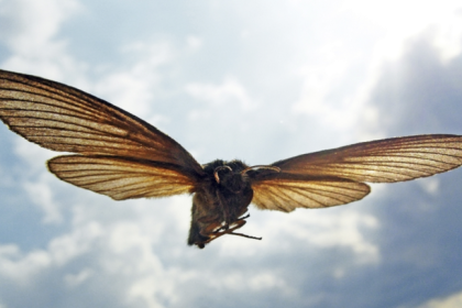 "أكبر عثة في العالم" شوهدت في الولايات المتحدة لأول مرة!