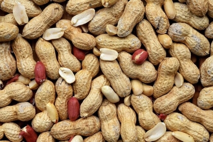 دراسة: الفول السوداني هو الحل الأمثل لفقدان الوزن