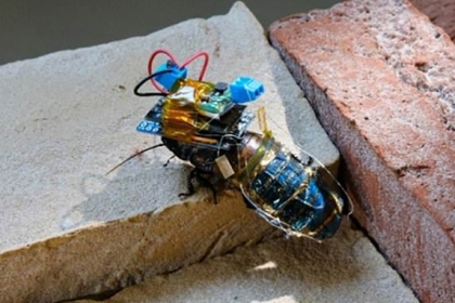 تصميم "صرصور سايبورغ" يمكن توجيهه عن بعد!