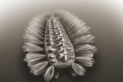 تعرف عليها..حفرية مكتشفة في الصين لدودة مدرعة غريبة عمرها نصف مليار عام