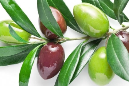 7 فوائد لأوراق الزيتون للحامل
