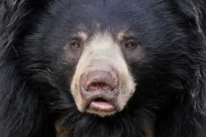 رجل هندي يتقاتل مع دب في غابة ناجادا