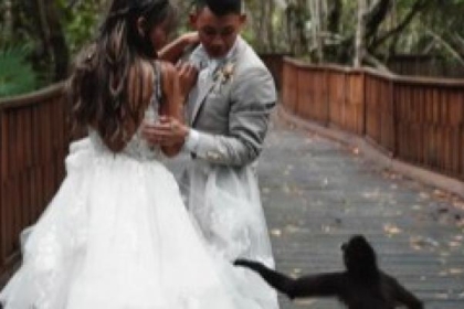 ضيف غير متوقع فى حفل زفاف أمريكية بالمكسيك