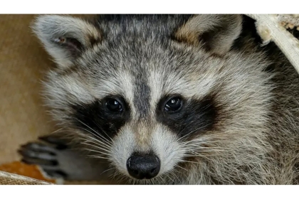 سوق ووهان والراكون.. بيانات صينية مسربة تكشف سراً عن أصل كورونا