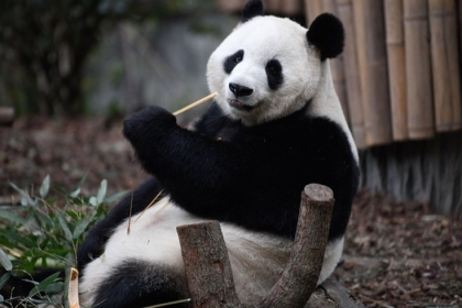 اكتشاف باندا عملاقة آكلة للحوم في الصين