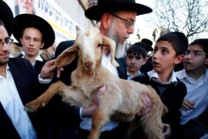 مستوطنون يسرقون ثلاثة رؤوس أغنام من قرية كيسان شرق بيت لحم