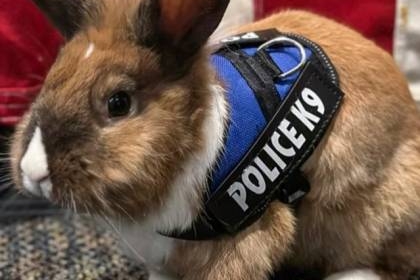 إعطاء أرنب رتبة ضابط شرطة في أمريكا