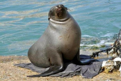 حيوان "الفقمة" يصل سواحل غزة ضمن "برنامج تتبع دولي"