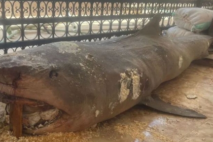 لماذا قررت السلطات المصرية تحنيط "قرش الغردقة القاتل"؟