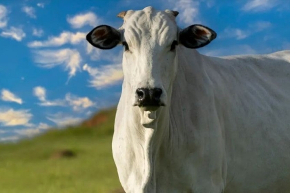 هذه البقرة هي الأغلى في العالم.. سعرها تخطى 4 ملايين دولار!