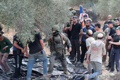 34 اعتداءات ضد قاطفي الزيتون أمس..مستوطنون يهاجمون مزارعو بيت جرير لليوم الثاني