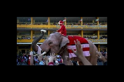 في بولندا... الأفيال تتعاطى الماريغوانا للتخفيف من ضغوطها النفسية