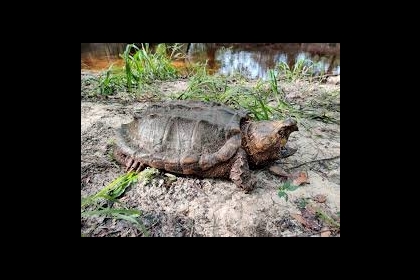 "كأنها من عصور ما قبل التاريخ"... العثور على فصيلة جديدة من السلاحف العملاقة... صور
