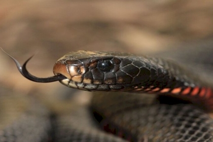 الجراحون الروس يحررون امرأة من أفعى تسللت إلى جسمها