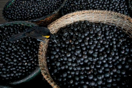 "التوت" يحمل علاج كورونا.. والنتائج النهائية آخر العام