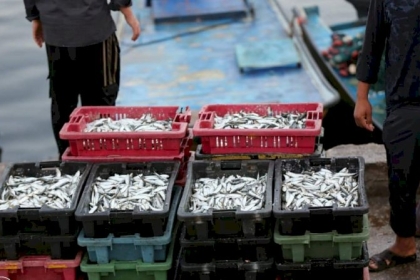 تقرير: المستهلك في قطاع غزة يشتكي  من عدم كفاية الأسماك  والصيادين  بين السوق الفقير والحاجة للتصدير