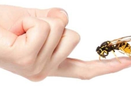 سم النحل يدمر أغشية الخلايا السرطانية خلال 60 دقيقة