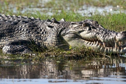 تمساح يهاجم مسنة أميركية.. و"يحرس" جثتها