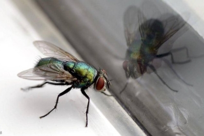 حاول طرد ذبابة فدمر منزله