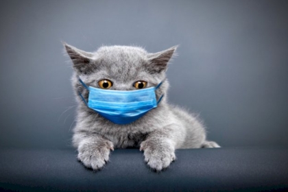 دراسة صينية تكشف نتائج تحذيرية حول مدى نقل القطط لفيروس كورونا!