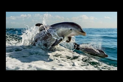 جانب إيجابى لكورونا.. الفيروس يساهم فى زيادة أعداد الدلافين النادرة