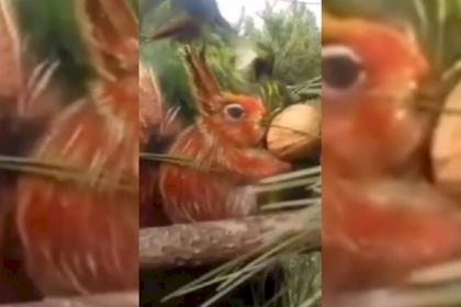 مدرس صيني يحول وجهه لحديقة حيوانات - فيديو