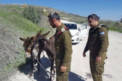 حمار يعض مجندة في قاعدة عسكرية اسرائيلية