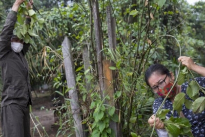 الصحة العالمية تقرّ إجراء اختبارات على أدوية عشبية لعلاج كورونا