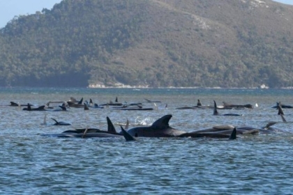 "نفوق جماعي".. غموض يحيط بمأساة الحيتان في أستراليا