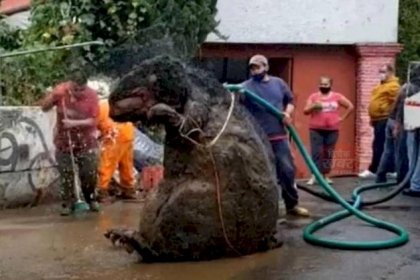 اكتشاف "جرذ عملاق" بحجم سيارة.. وعند فحصه كانت المفاجأة