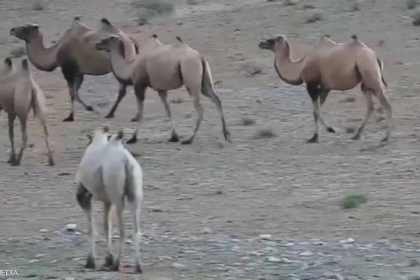 بالفيديو.. رصد أول "جمل" من نوعه في الصين