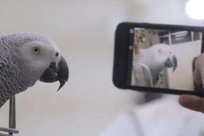 منتزه بريطاني يتخلى عن 5 ببغاوات تعلمت الشتائم في الحجر الصحي