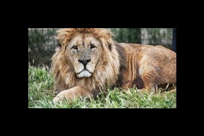 أسد يهاجم عامل في حديقة حيوانات.. فيديو