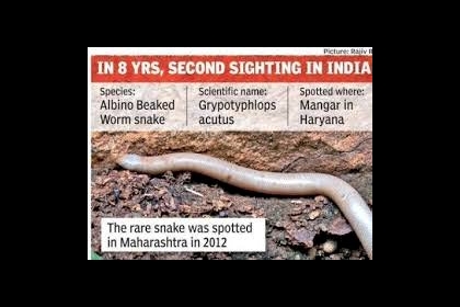 العثور على ثعبان نادر أبيض اللون في الهند