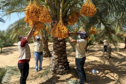 بدء جني محصول "البلح البرحي" جنوب قطاع غزة