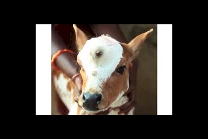 الهند... عجل بثلاث عيون تجسيدًا للإله الهندوسي شيفا... فيديو