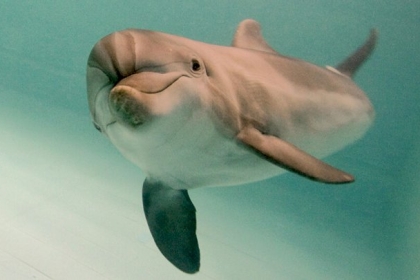 مصر... نفوق جماعي لكائنات بحرية في البحر الأحمر