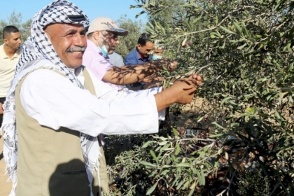 مجلس العمال بمحافظة رفح   ينظم فعالية جني ثمار الزيتون دعما للمزارعين