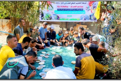 يوماً تطوعياً لجني الزيتون في منطقة المغراقة جنوب مدينة غزة