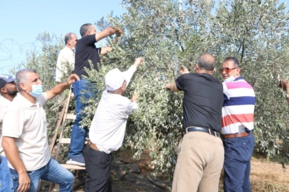 بالصور: مجلس العمال بمحافظة  الوسطى ينظم يوم تطوعيا لجني ثمار الزيتون