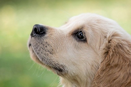 بالفيديو... كلاب تمكث بجانب صاحبها المشرد بعد وفاته