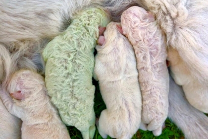 "الكلب الأخضر" يحيّر صاحبه.. والعلم يفسر الحالة النادرة